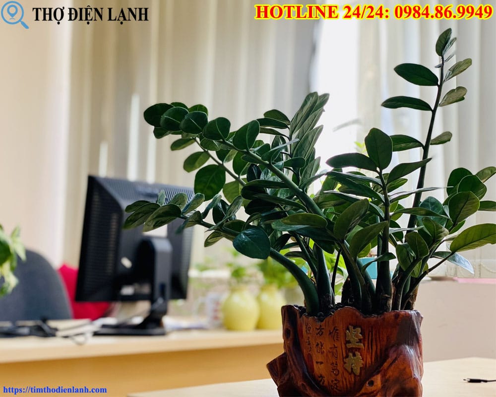 Cây phong thủy Vista Verde giá rẻ