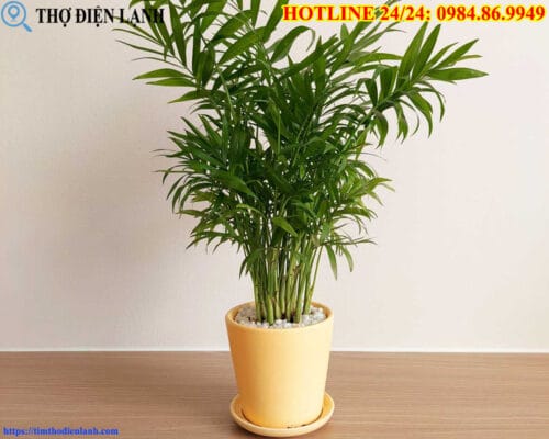 Checklist 10 Loại Cây Phong Thủy Mang Lại Tài Lộc Cho Gia Chủ Vista Verde